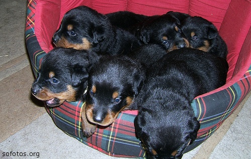 seis filhotes de rottweiler