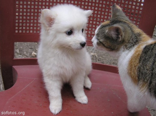 Um filhote de cachorro e um gato