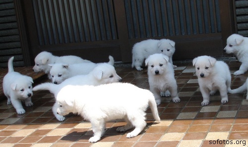 Vários filhotes de cachorros